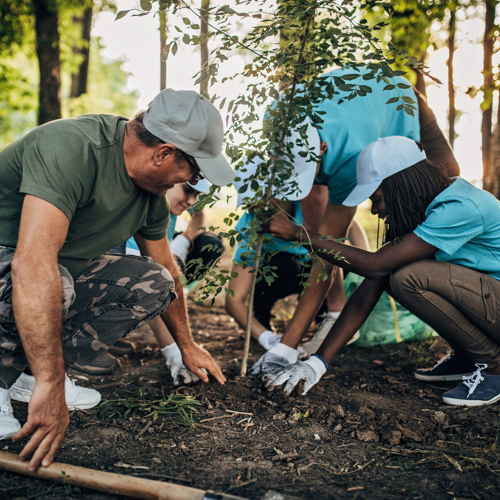 Volunteers planting a young tree together in a forest